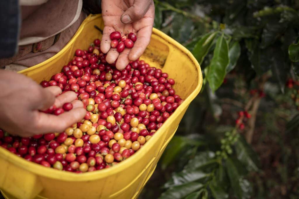 Kaffee in Israel: Ein tiefer Blick in die Kultur des Kaffeetrinkens