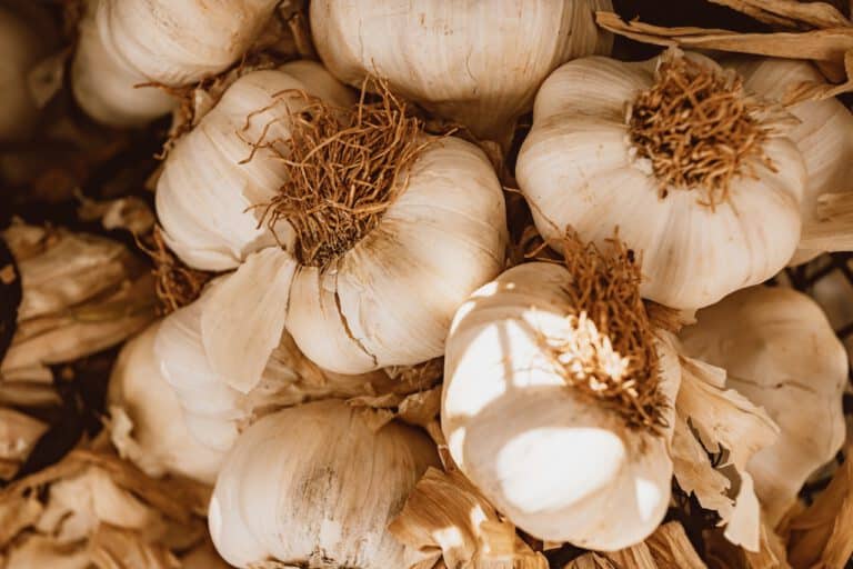 Knoblauch - Eine tolle Superknolle, gesund und köstlich im Geschmack