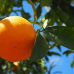 Jaffa-Orangen: Eine Frucht mit Geschichte, Tradition und Zukunft