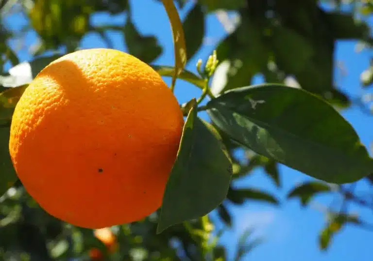 Geschichte der Jaffa Orange