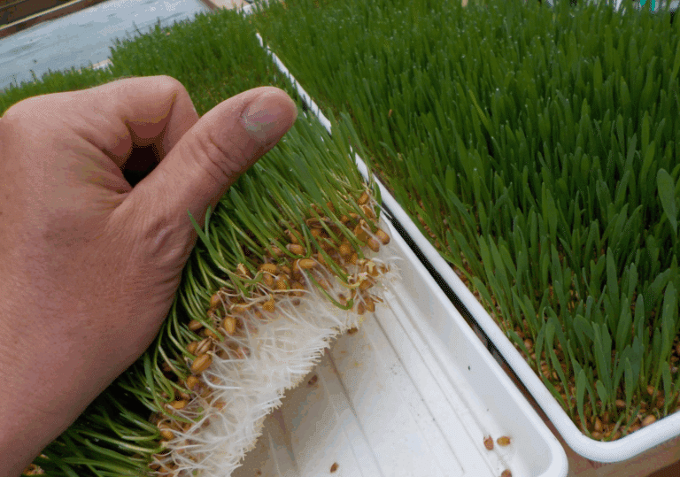 Frisches Weizengras mit Wurzeln im Tray