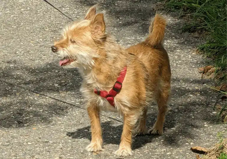 Unterwegs mit unserer Hund Wilma