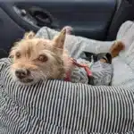 Wilma in ihrem Hundesitz