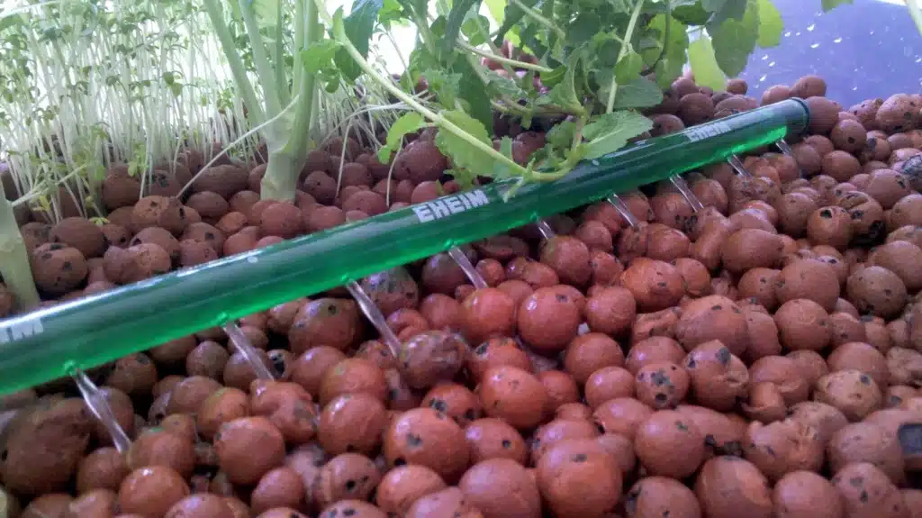 Wie aus einem 60-Liter-Aquarium ein großer Traum wuchs: Mein holpriger Start in die Aquaponik