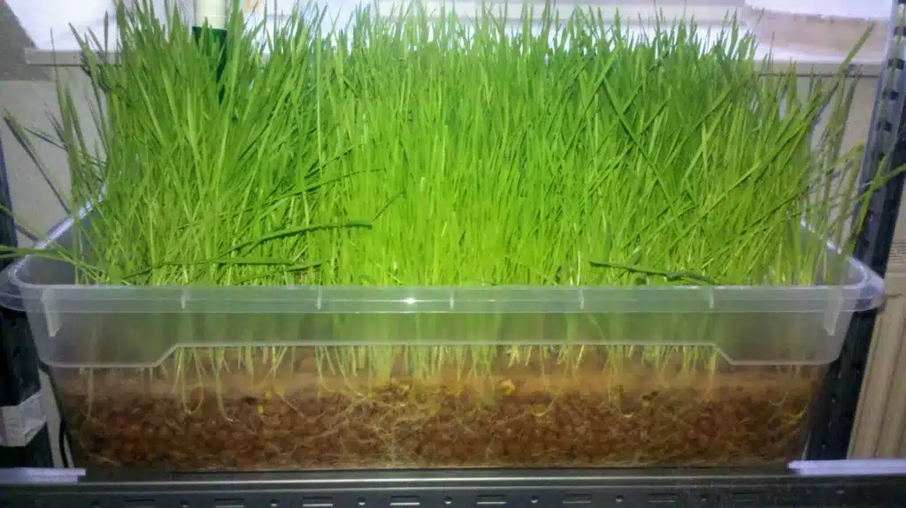 Wie aus einem 60-Liter-Aquarium ein großer Traum wuchs: Mein holpriger Start in die Aquaponik